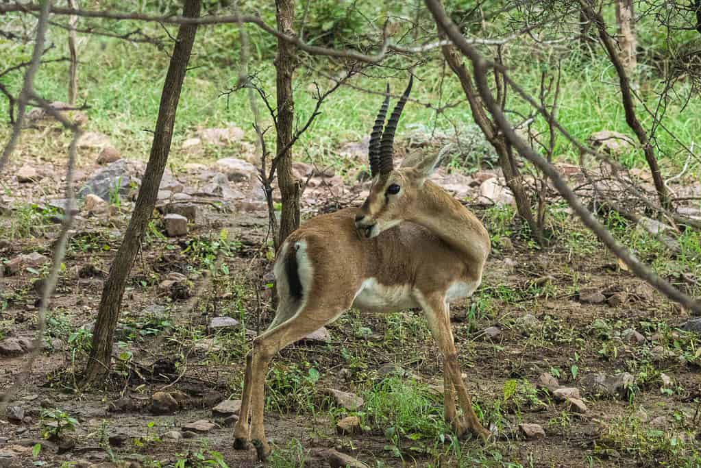 Chinkara o gazzella indiana