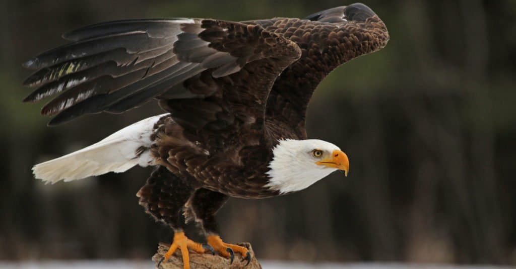 Predatore all'apice: aquila calva