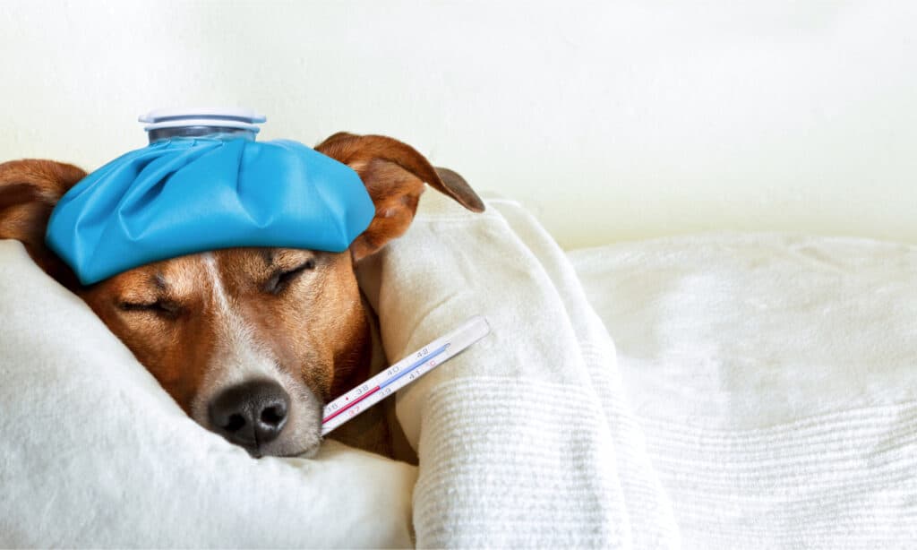 Cane con impacco di ghiaccio sulla testa e termometro in bocca