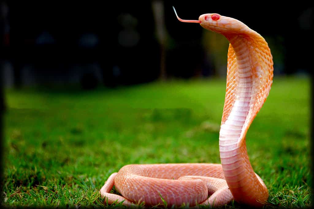 Albino_occhi_cobra