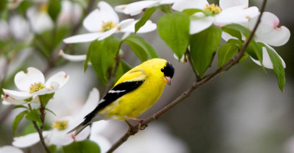 Animale giallo – Cardellino americano