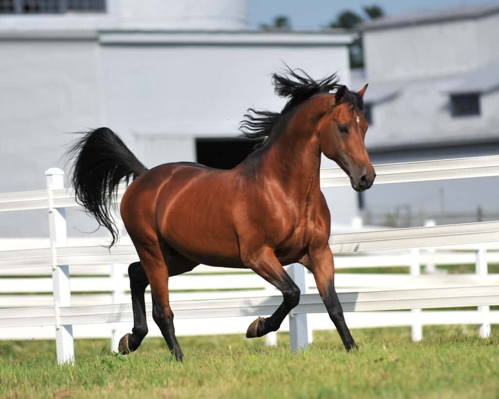 Cavallo Morgan nel paddock