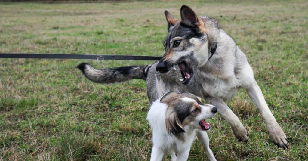 Cane lupo che combatte/gioca con un altro cane