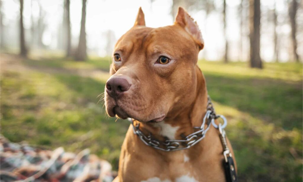 15 migliori tipi di razze di cani da preda
