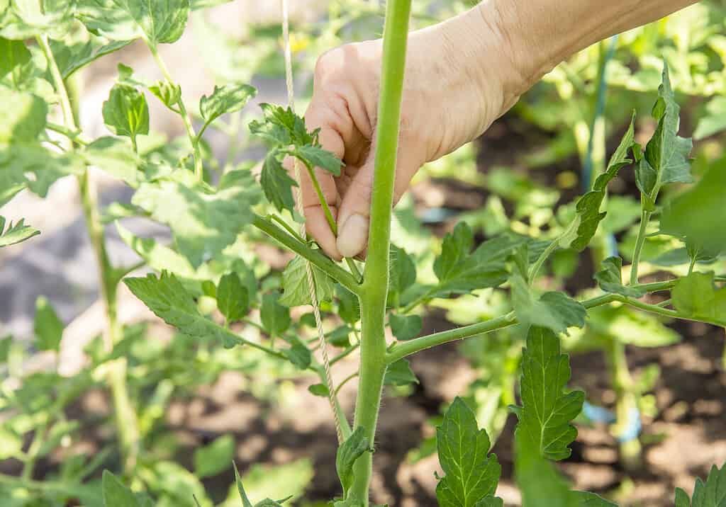Primo piano della mano di una donna che stacca i polloni eccessivi che crescono sul gambo della pianta di pomodoro in serra, in modo che la pianta di pomodoro riceva più nutrimento dal terreno per coltivare i pomodori.