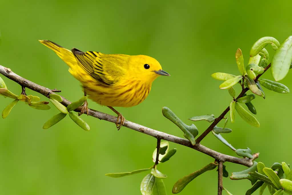 Trillo giallo
