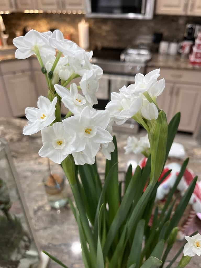 Un bellissimo narciso Paperwhite in fiore in inverno.