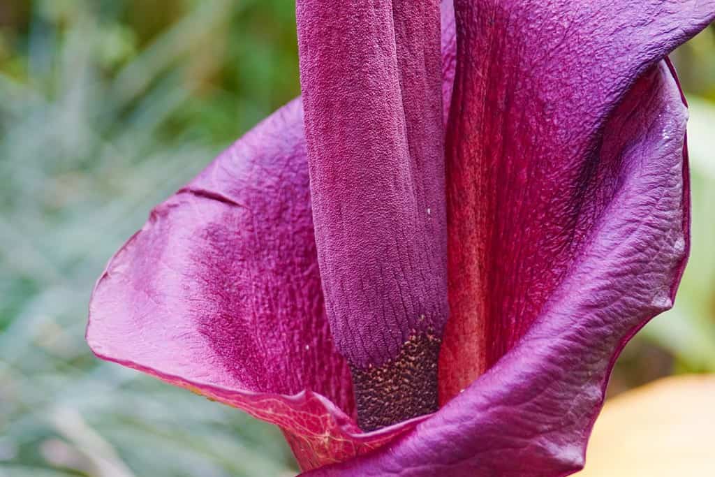 un macro primo piano di un insolito fiore puzzolente della pianta di Amorphophallus konjac conjac, noto come giglio di woodoo sullo sfondo verde del giardino