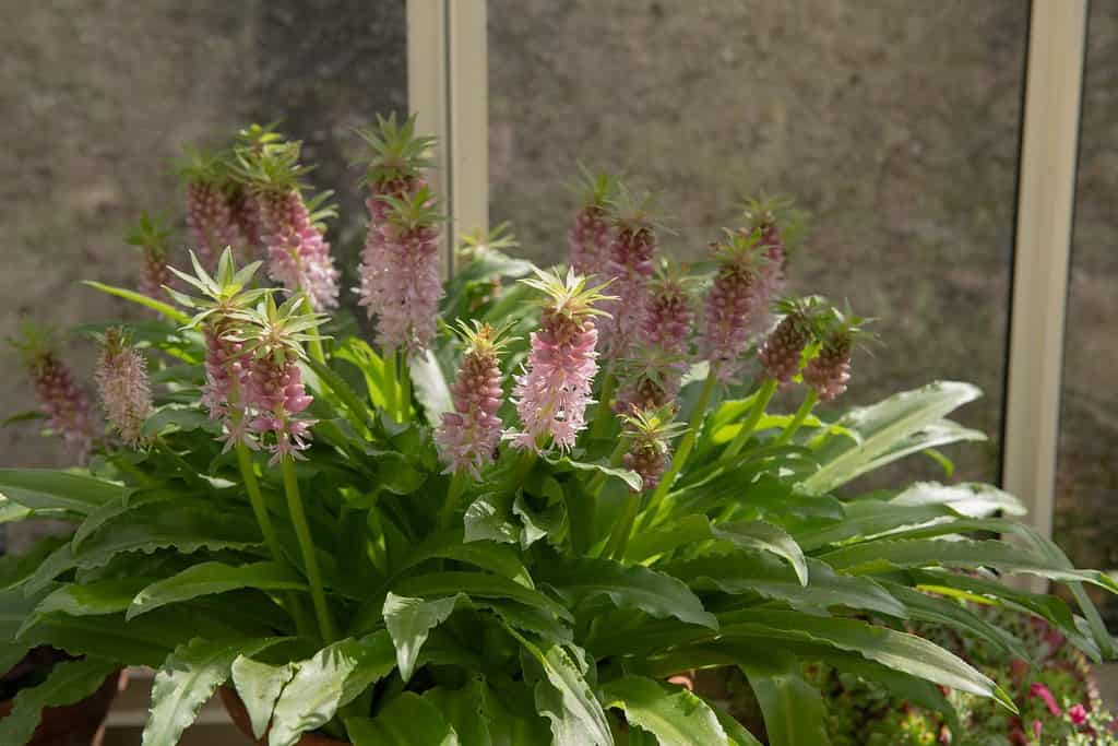 Fioritura estiva Testa di fiore rosa scuro e brattee verdi su una pianta di giglio di ananas (Eucomis nani 'Gsalipol') che cresce in una serra in un giardino nel Devon rurale, Inghilterra, Regno Unito