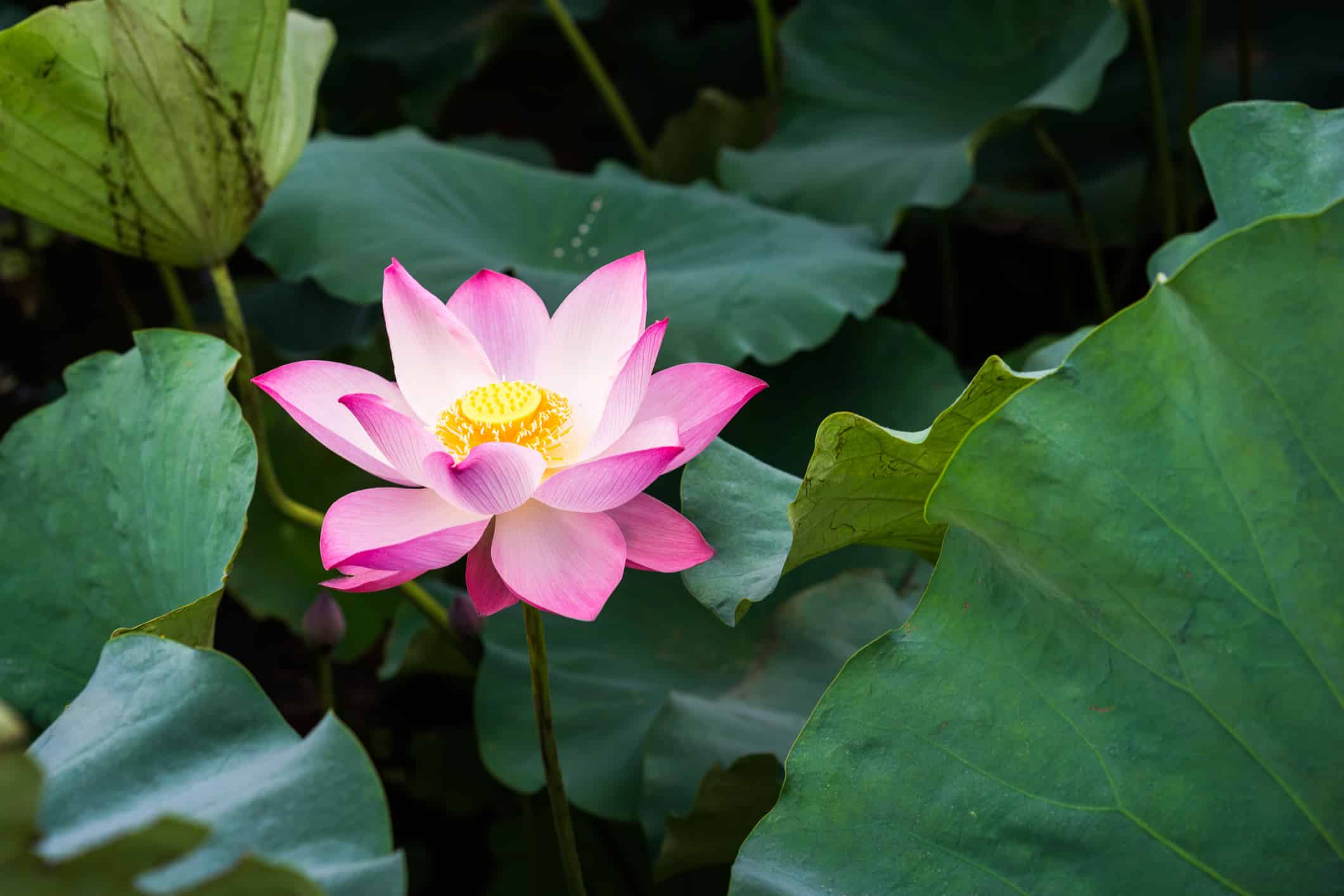 Fiore di loto rosa