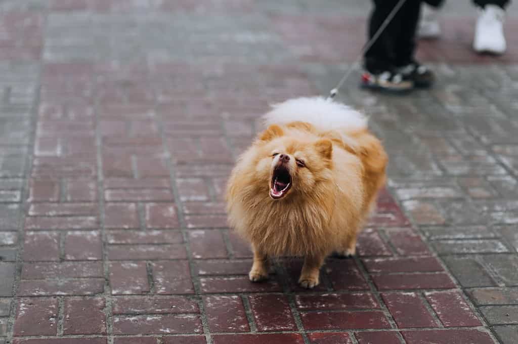 Bellissimo piccolo cane pomeraniano arancione soffice di razza che abbaia, aprendo la bocca all'aperto, in piedi al guinzaglio accanto al proprietario. Fotografia, animale, ritratto ravvicinato di un animale domestico.
