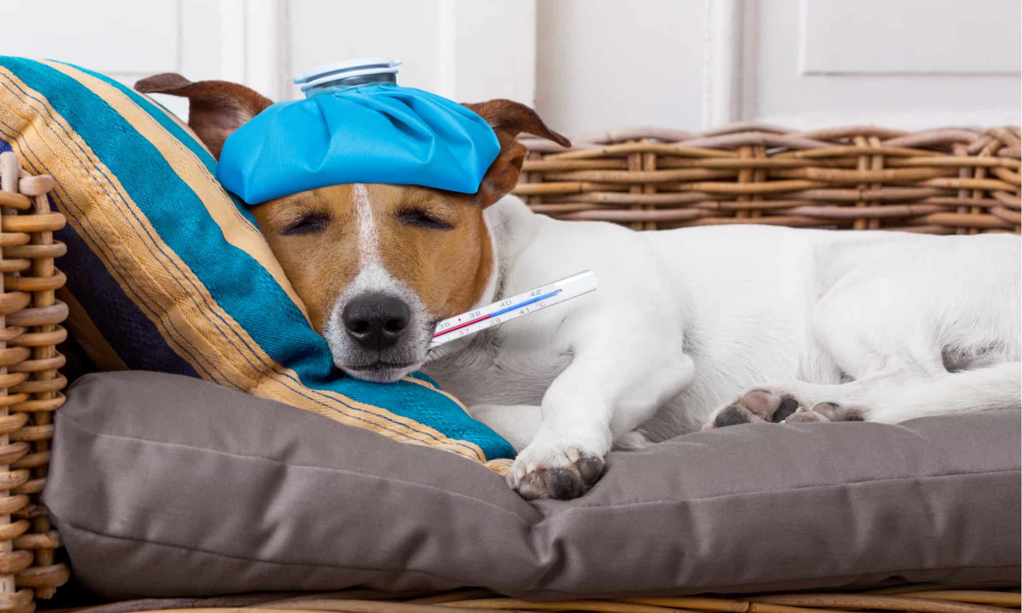 23 detti famosi sui cani e cosa significano realmente
