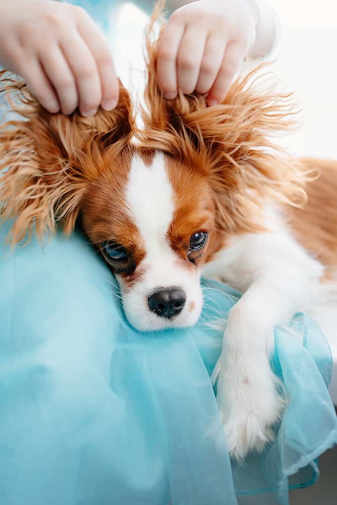 Cavalier King Charles Spaniel - una razza di cani da compagnia nelle mani della padrona di casa.