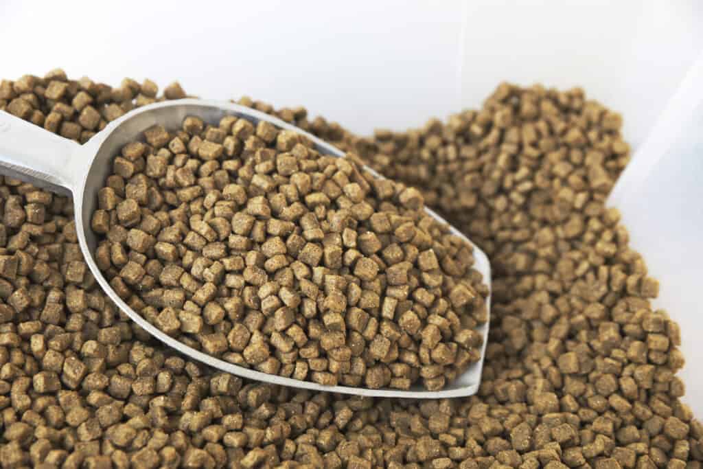cibo per cani
