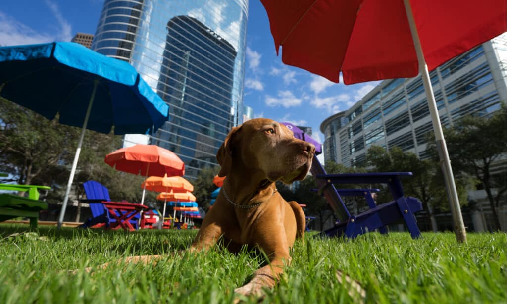 Serie Dog Park - Sfondo di Houston