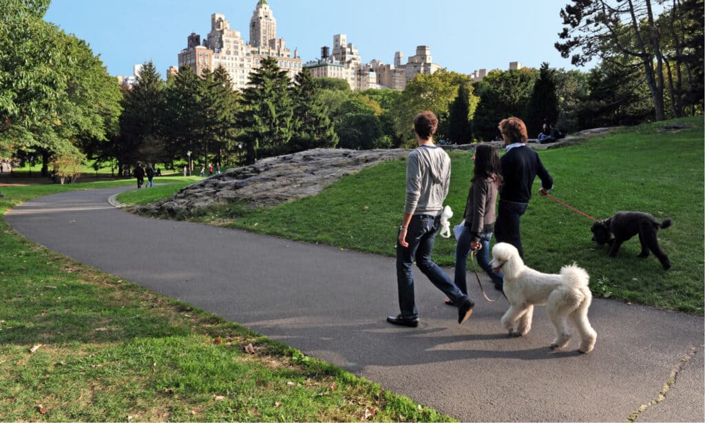 Serie Dog Park - New York