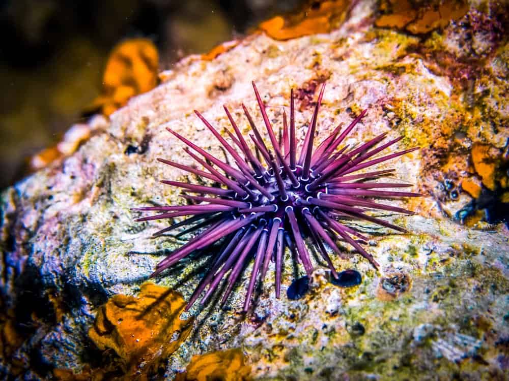 12 animali che non hanno un cervello e come diavolo sopravvivono!
