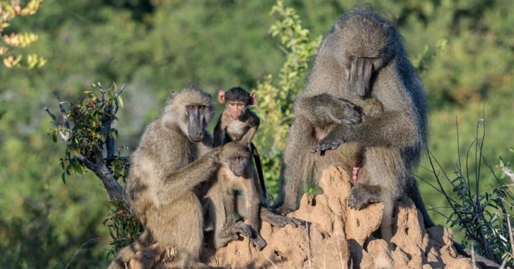 Specie Di Mammiferi