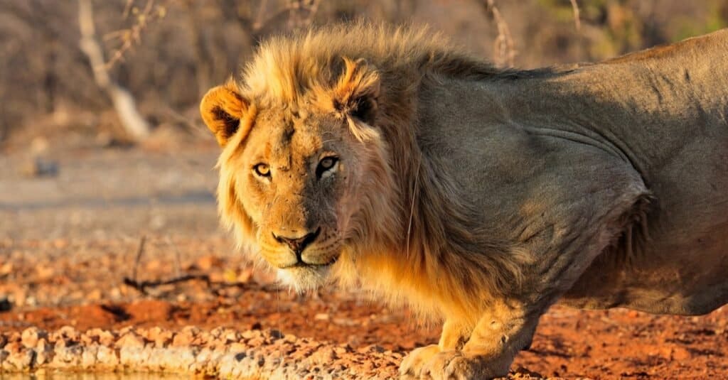 Quanto vivono i Lions