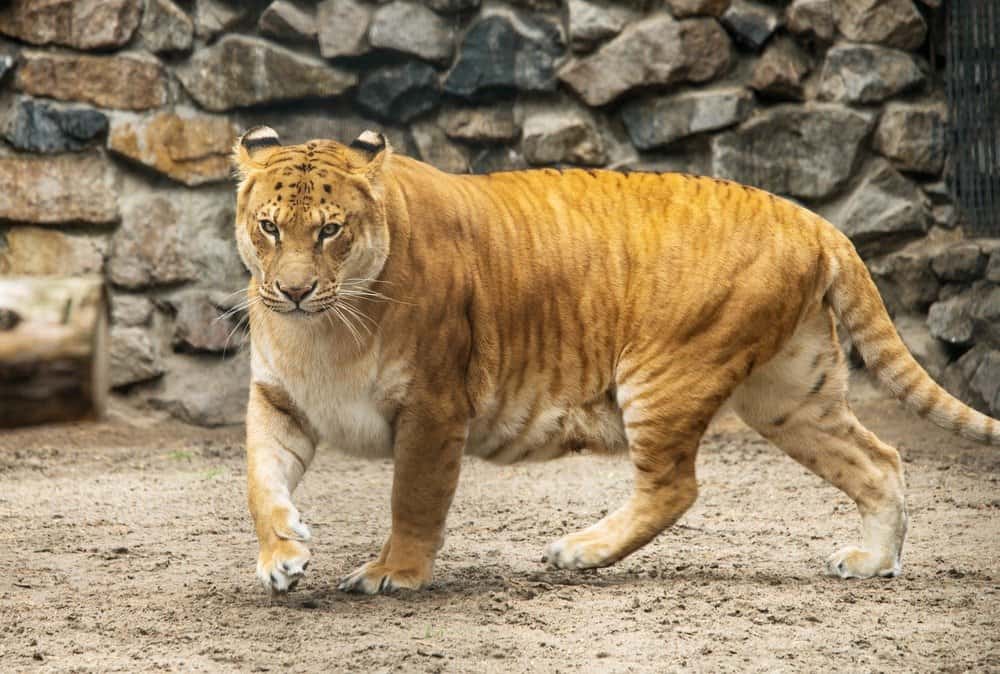  Sorprendente!  12 tipi di animali ibridi che esistono realmente
