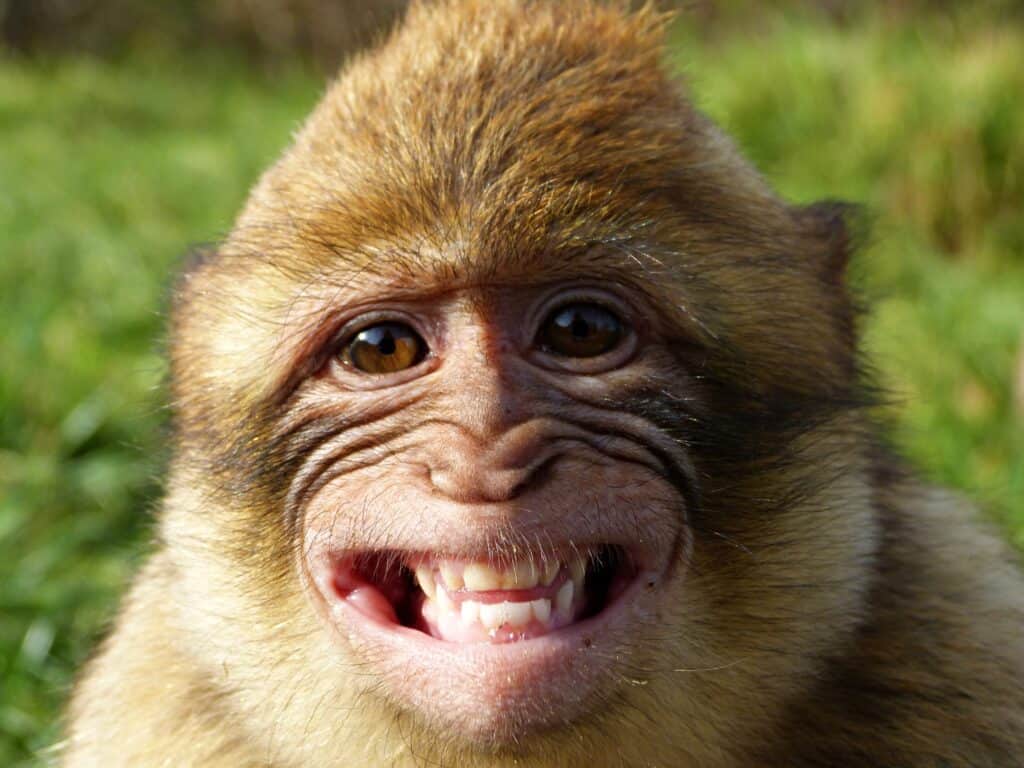 Le scimmie sono animali domestici difficili da possedere