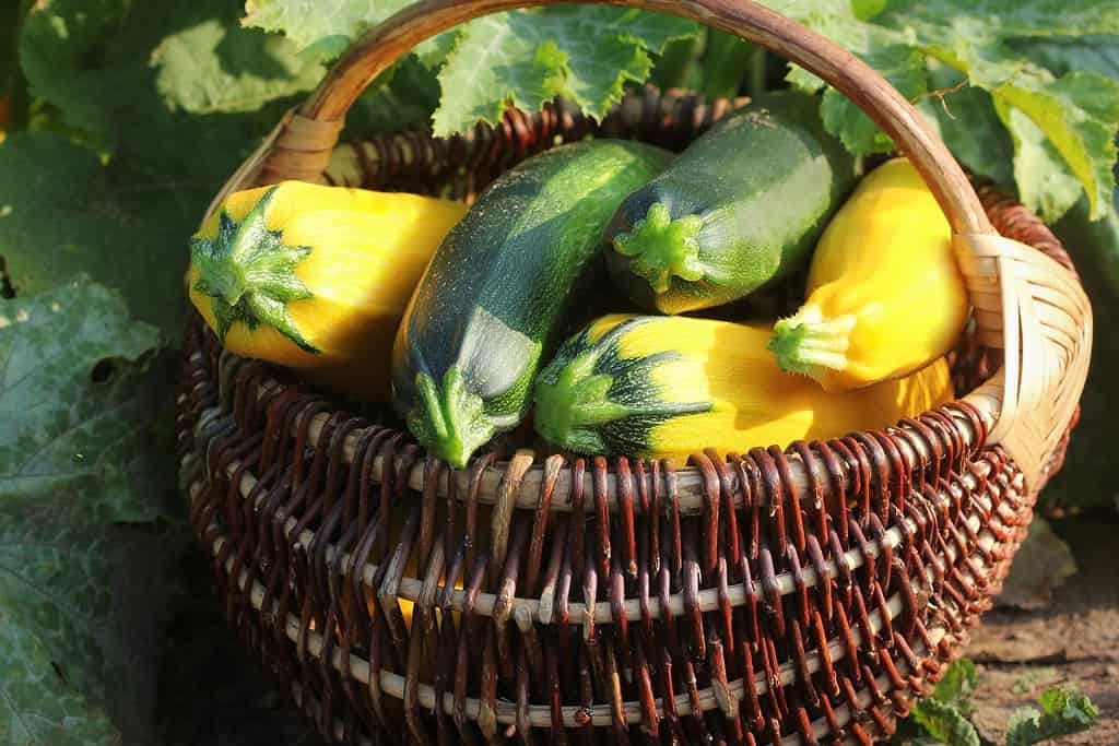 Raccolta delle zucchine.  Zucca fresca che si trova nel cestino.  Zucca fresca raccolta dal giardino.  Concetto di cibo biologico.