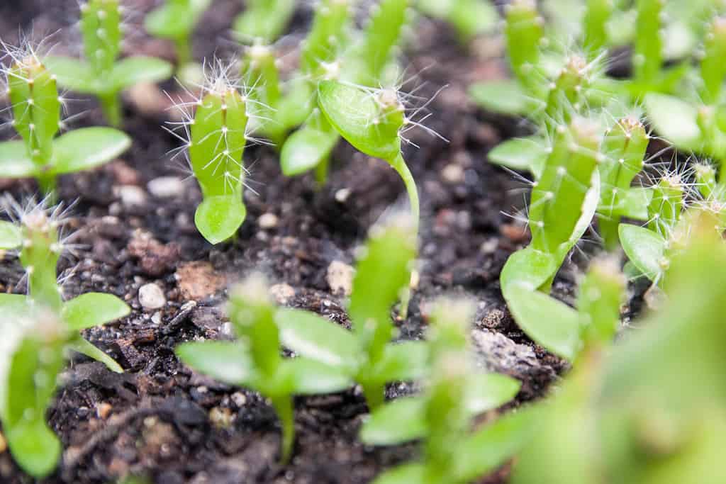 Pitaya Dragon Fruit Hylocereus undatus piantine che crescono in un vassoio di semi in un vivaio