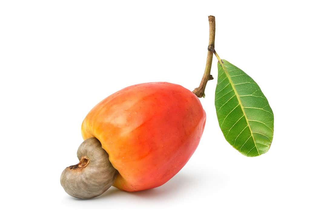 Frutti di anacardi rossi freschi con foglia isolata su sfondo bianco.  Tracciato di ritaglio.