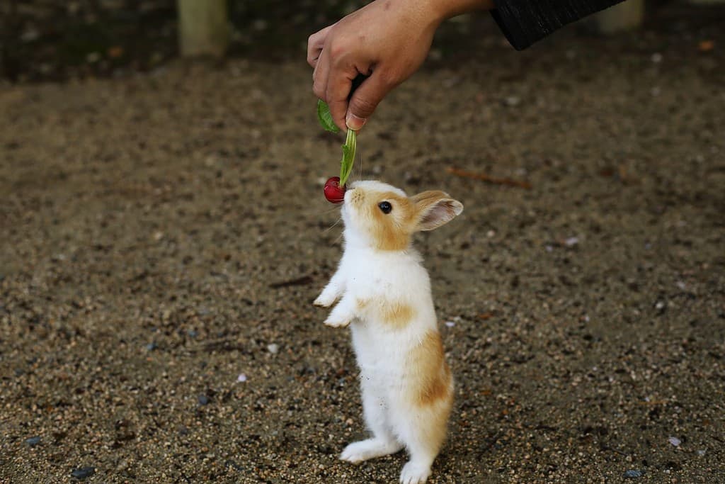 Adorabile coniglietto. L'isola di Okunoshima nella prefettura di Hiroshima in Giappone è famosa come l'isola dei conigli.