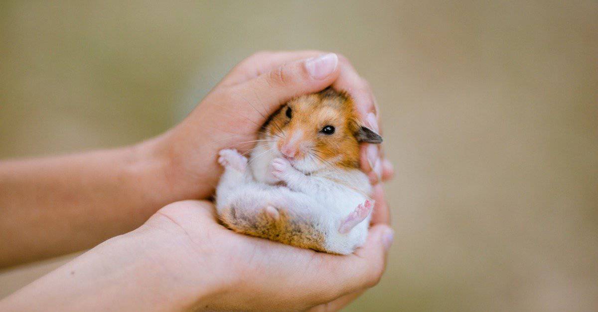 Le nostre scelte per i 10 migliori animali domestici per adolescenti

