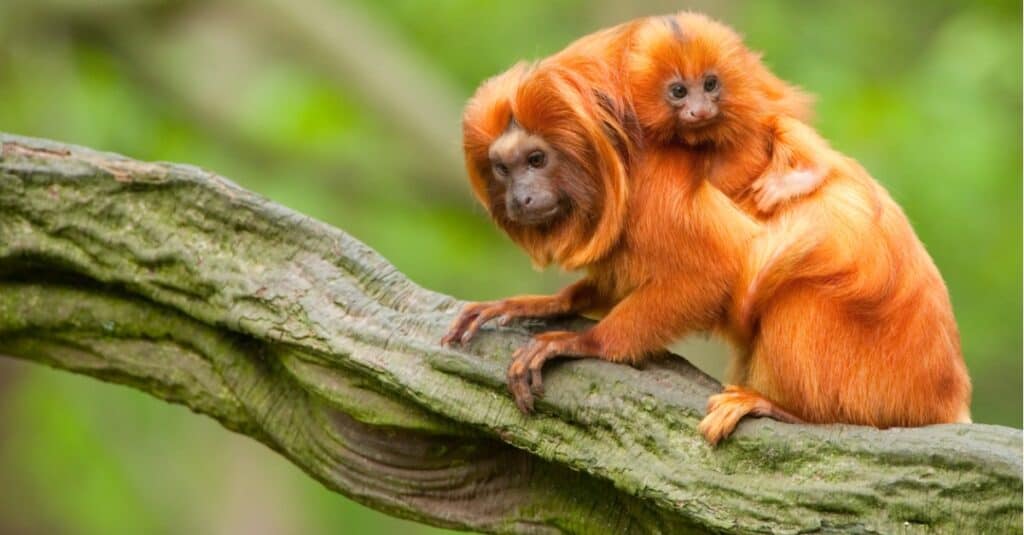 tamarini leoni dorati adulti e piccoli