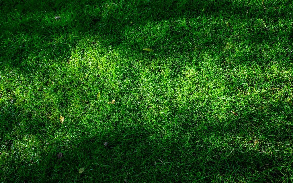 Erba che cresce nel giardino. Erba appena tagliata.
