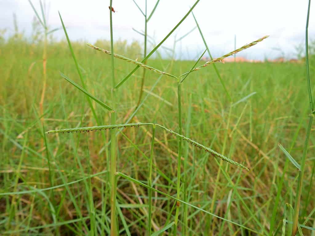 Il paspalum marittimo (Paspalum vaginalum) fiorisce all'estuario nel sud di Taiwan.