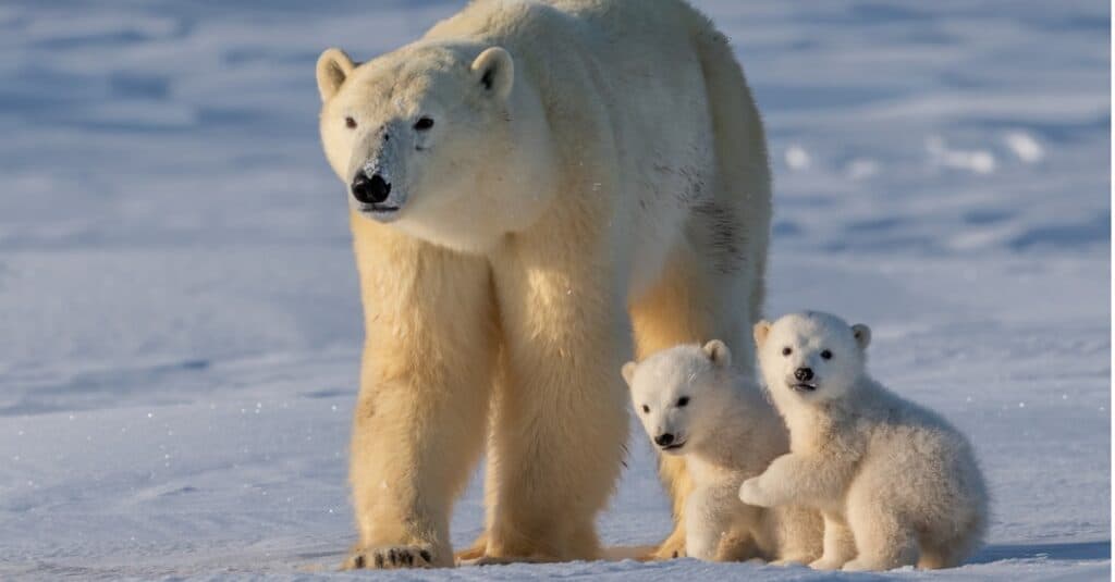 7 animali che mangiano i loro piccoli e i motivi per cui lo fanno
