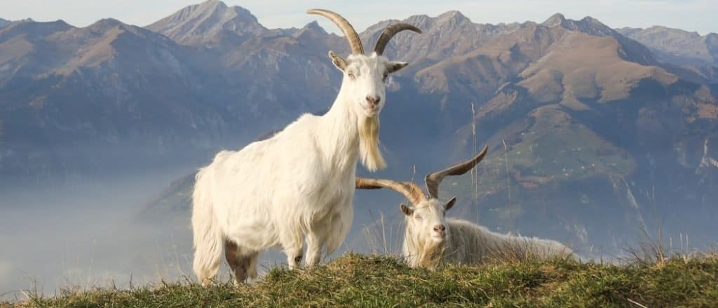 Animali in Ciad