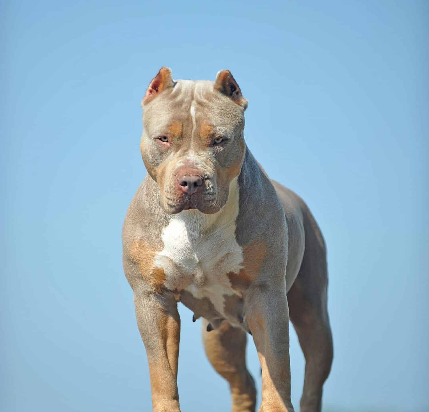 Serious American Bully XL ti guarda negli occhi 