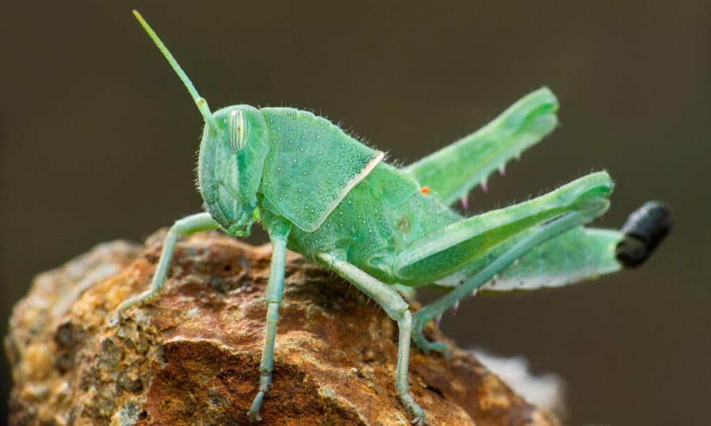 cacca di cavalletta