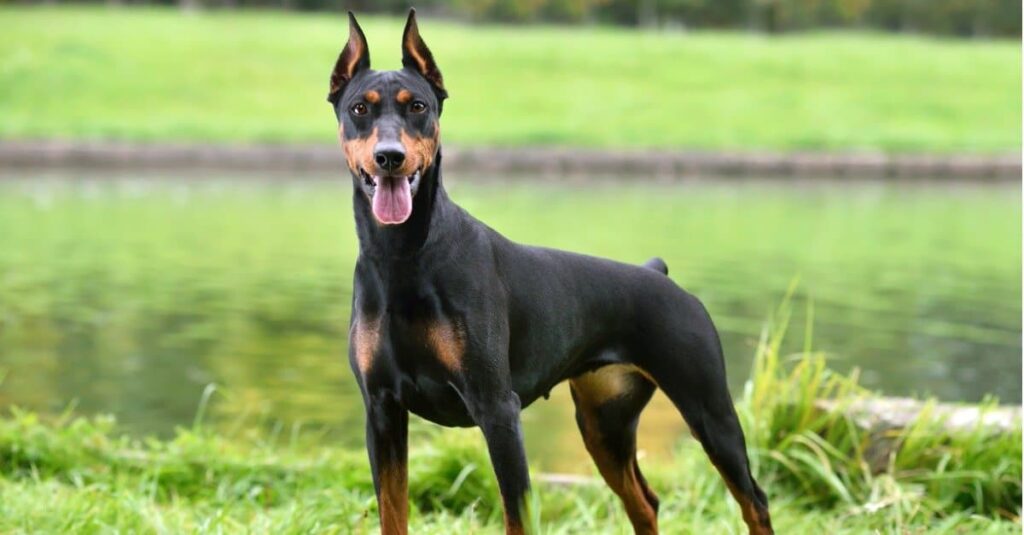 Doberman pinscher in piedi con le orecchie dritte