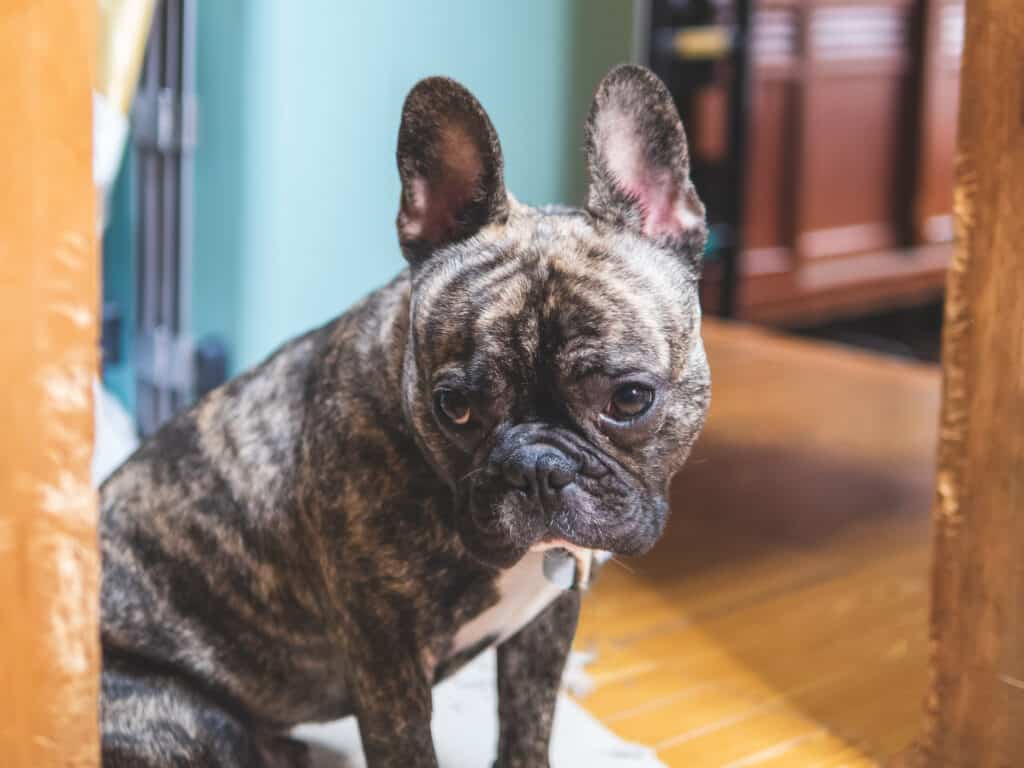 Un giovane Bulldog francese tigrato