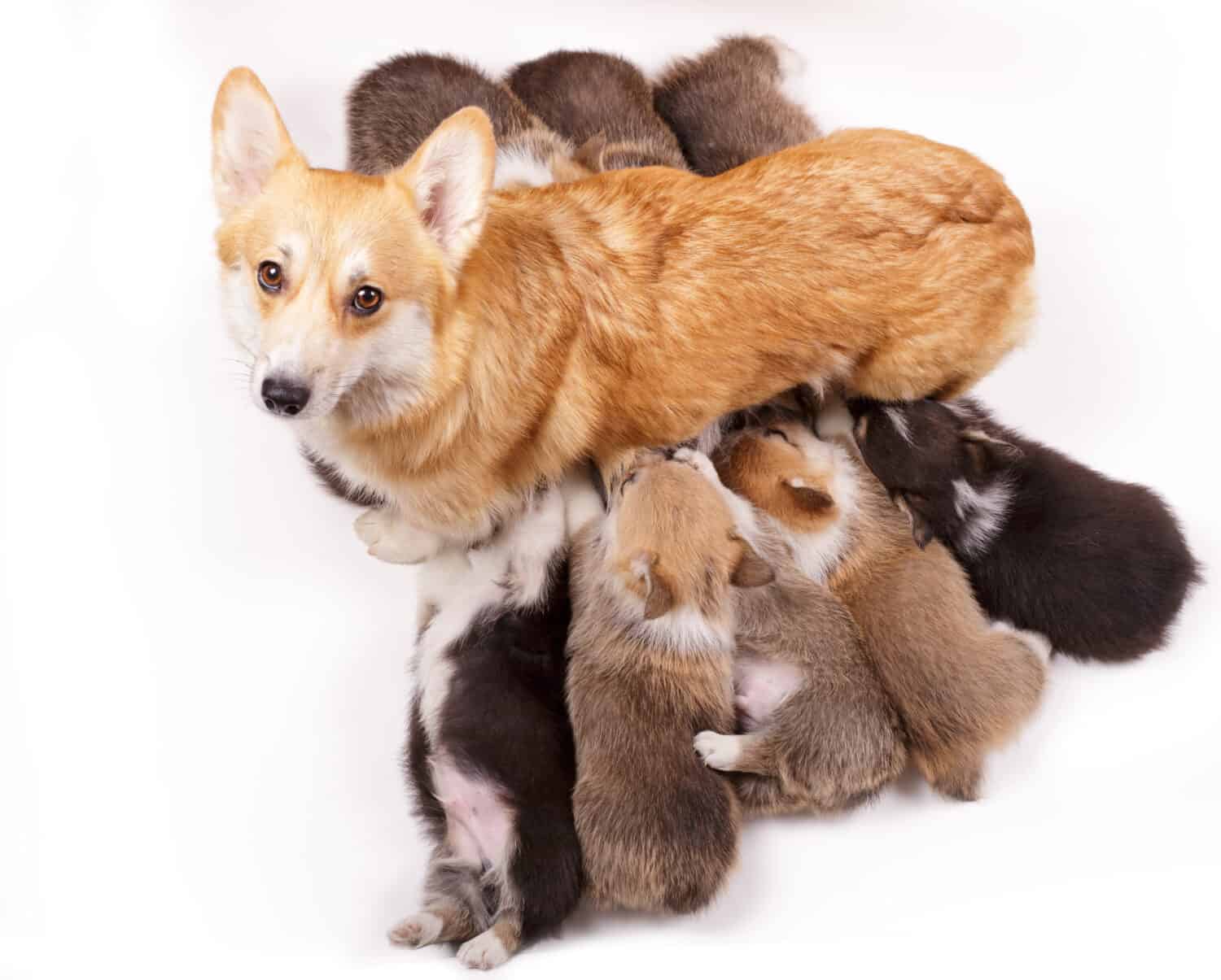 cuccioli di allattamento del cane welsh corgi pembroke su sfondo bianco isolato