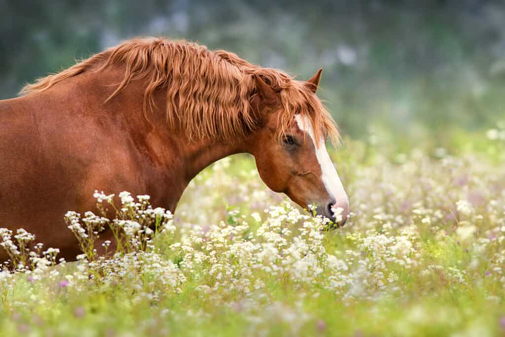 Grande ritratto di cavallo da tiro rosso in fiori