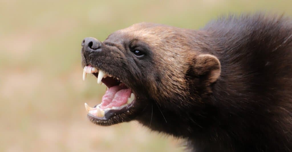 Fatti sugli animali di Wolverine - Wolverine che mostra i denti