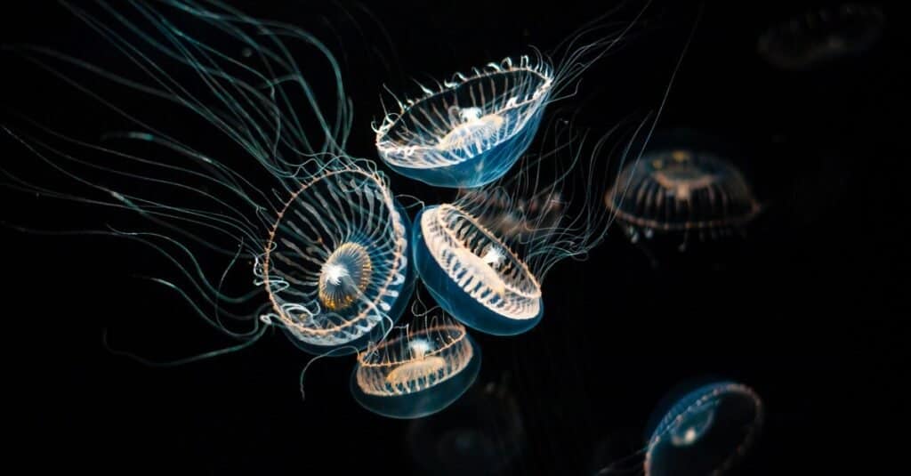 Medusa degli animali più deboli