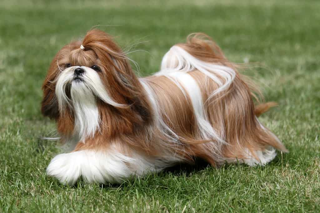 Cane Shih Tzu rosso e bianco
