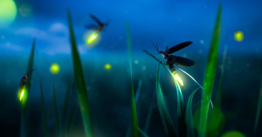 10 animali che brillano al buio
