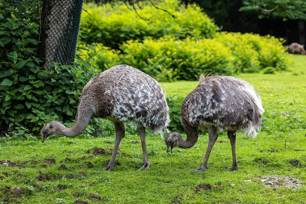 Nandù di Darwin, Rhea pennata conosciuta anche come nandù minore.  È un grande uccello incapace di volare, ma il più piccolo delle due specie esistenti di nandù.