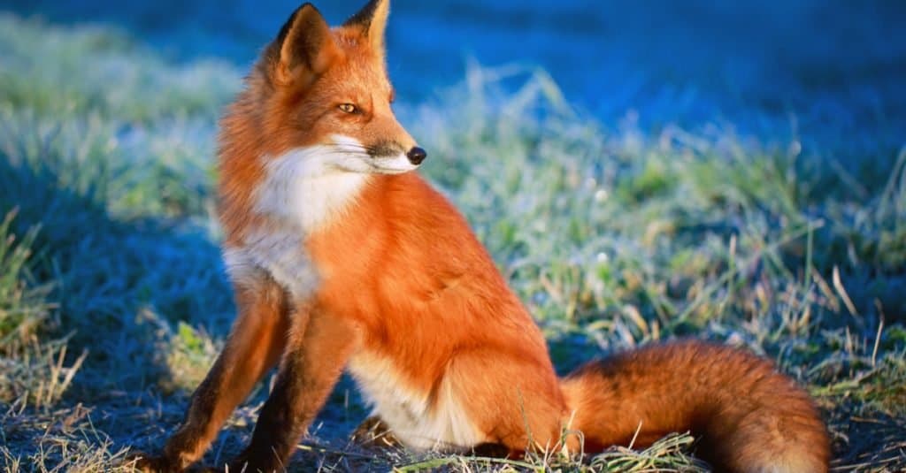 Razze di cani selvatici: volpe rossa