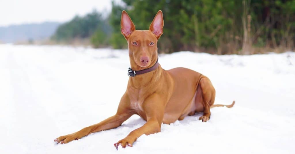 Razze di cani più costose: Pharaoh Hound