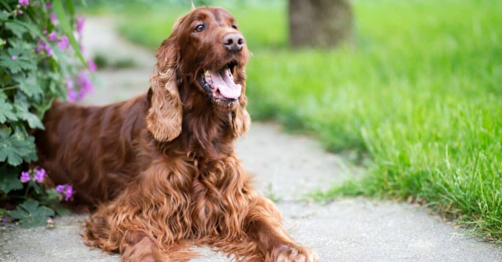 Setter irlandese ansimante mentre giace fuori