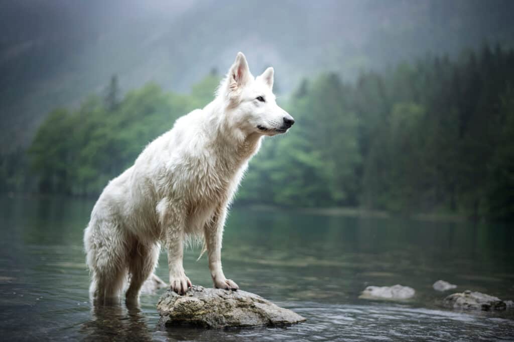 Berger Blanc Suisse in piedi su una roccia in un fiume con conifere sfocate sullo sfondo